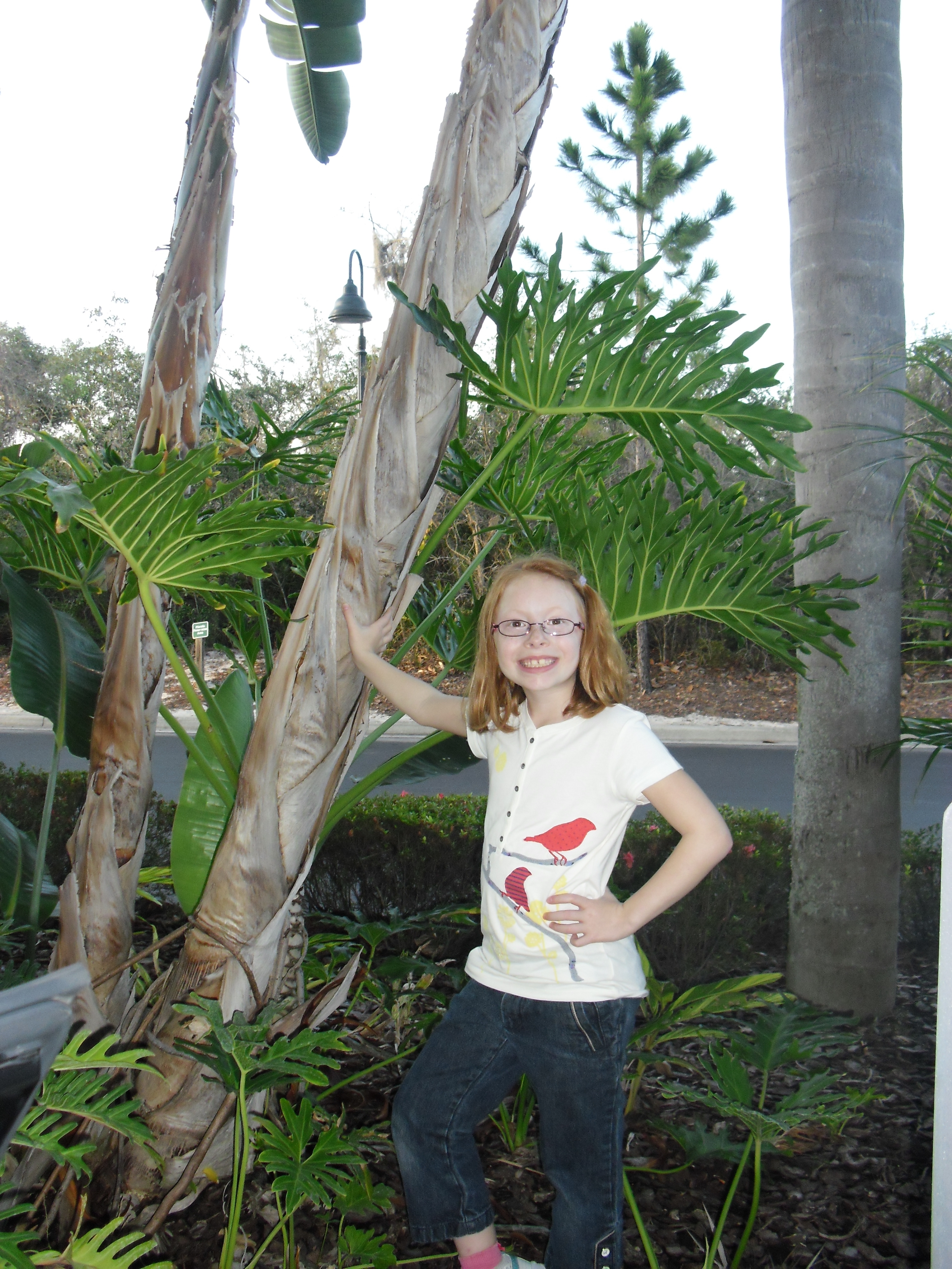 Palmtrees.jpg