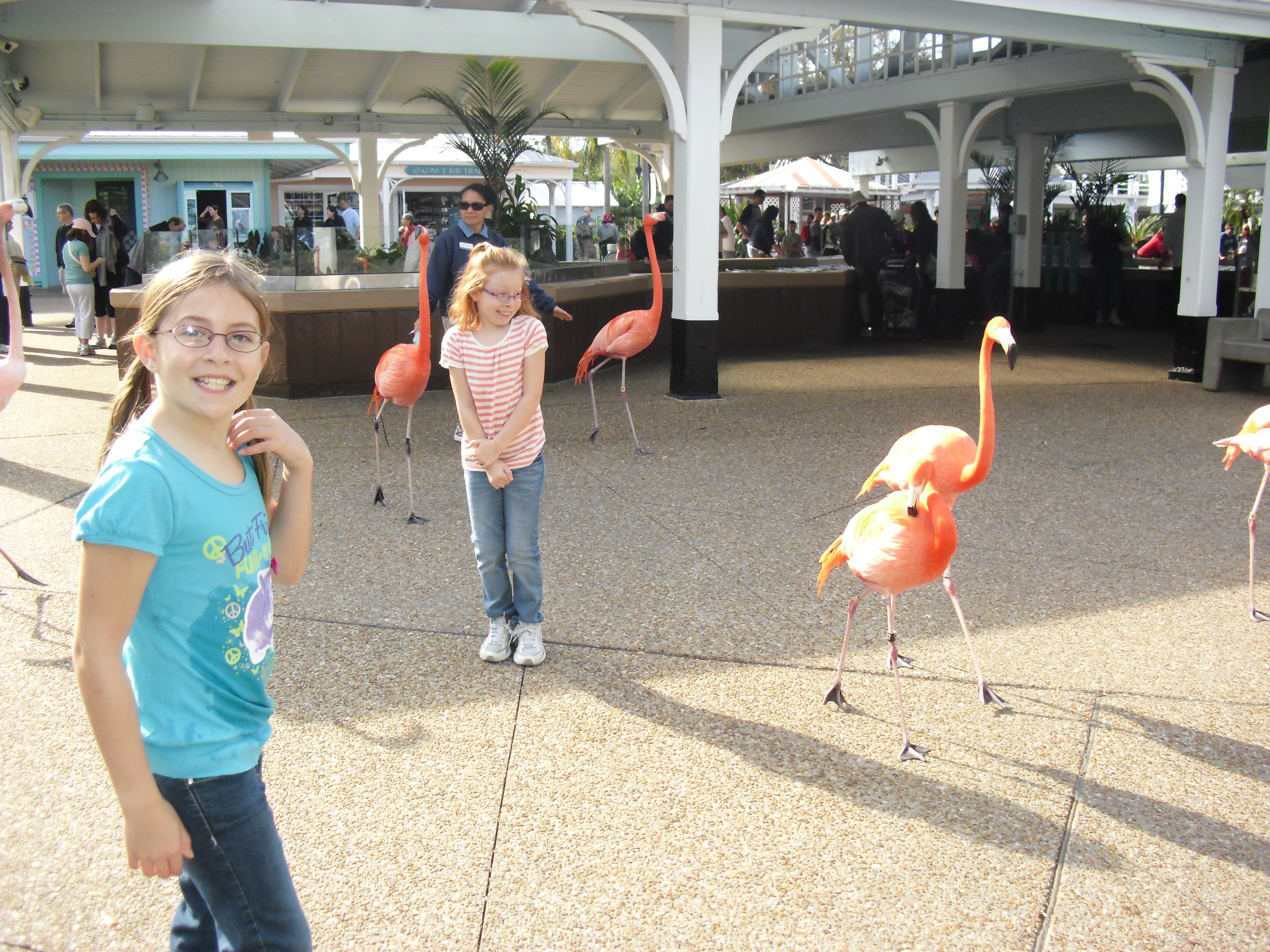 Walkingwithflamingoes.jpg