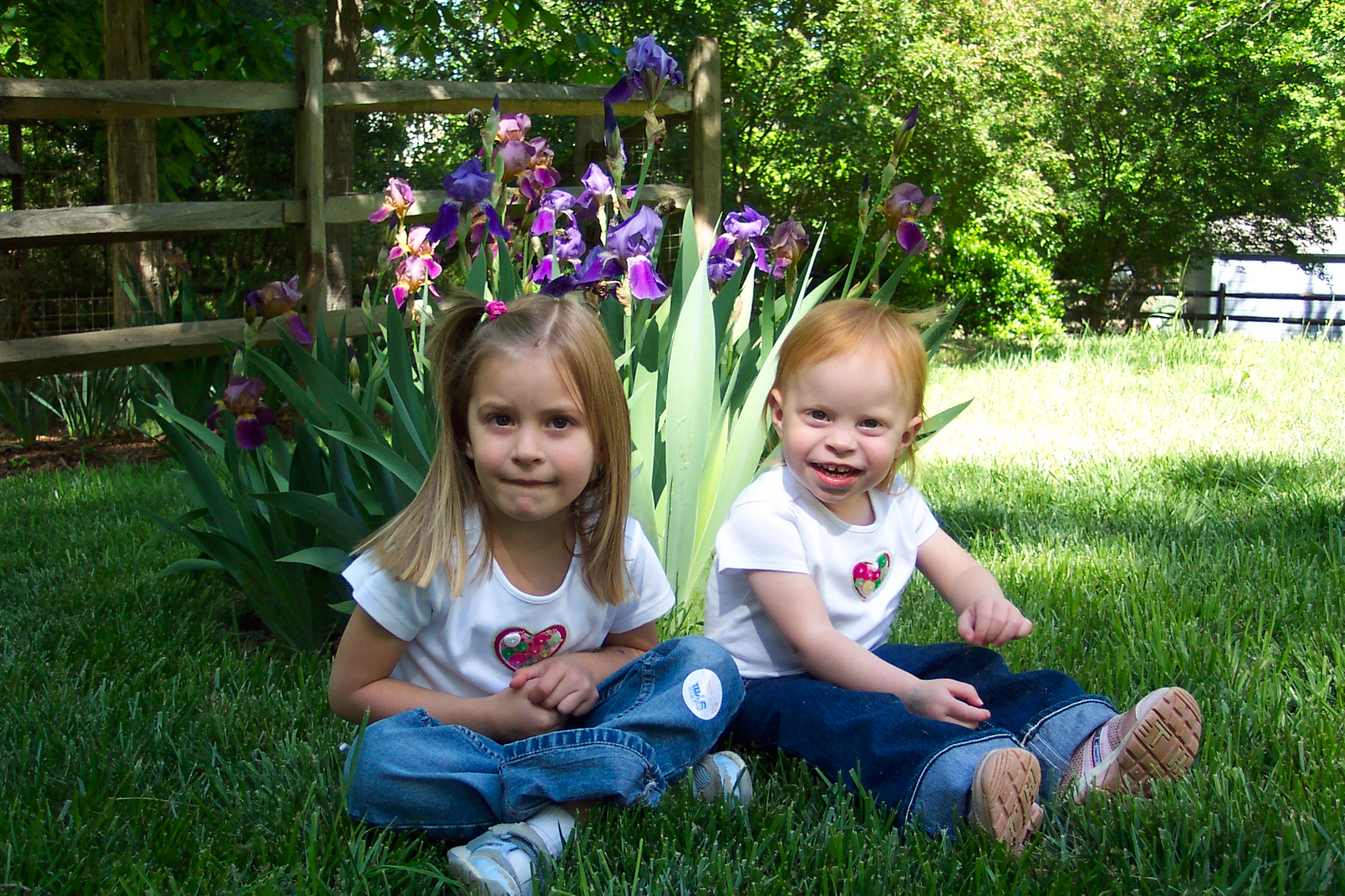 Irises.jpg