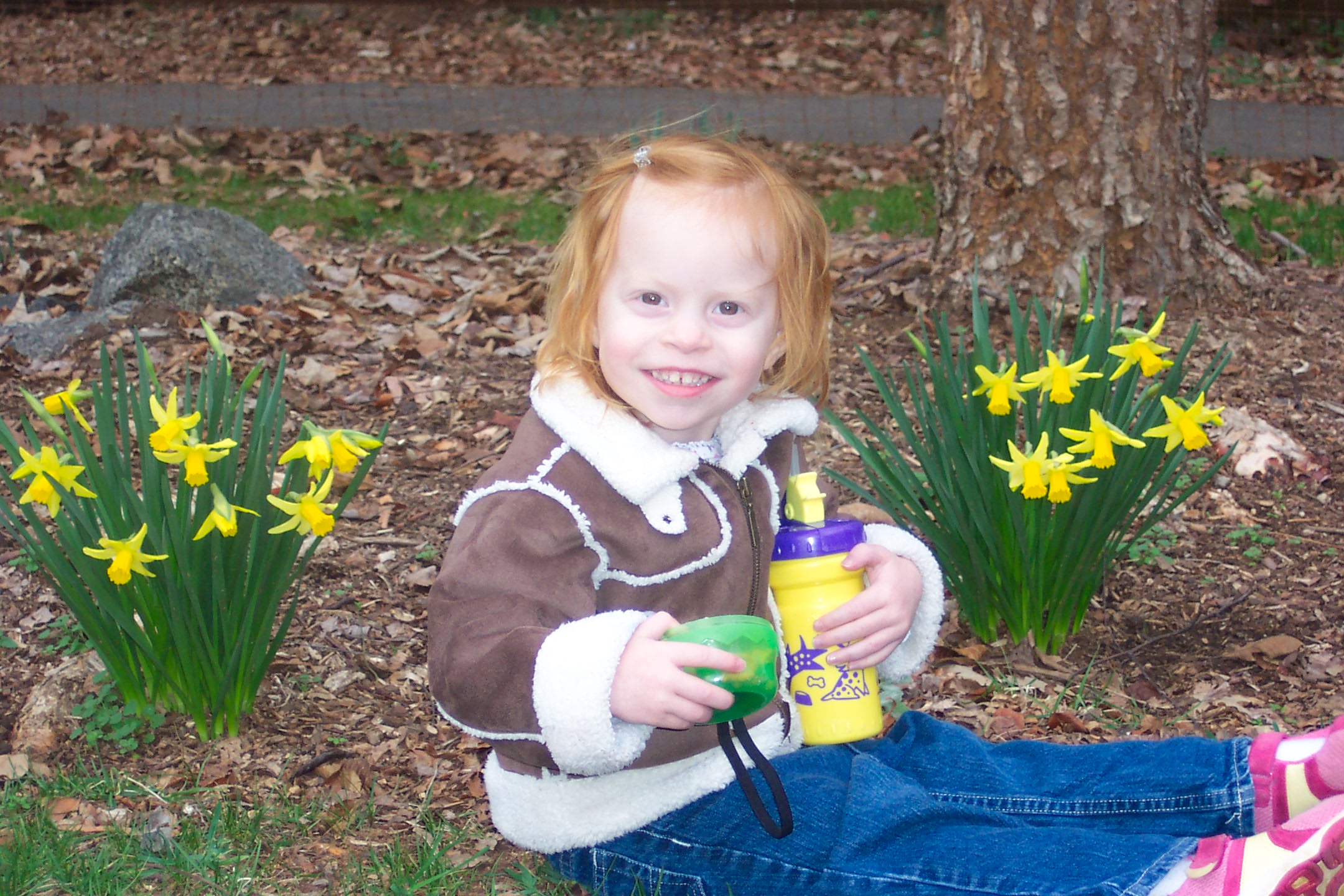 Januarydaffodils.jpg