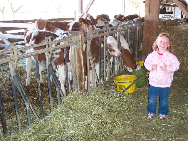 Cute cows