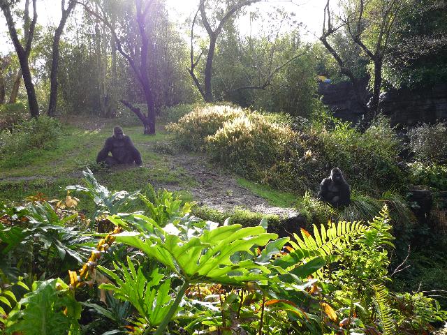 Gorillas