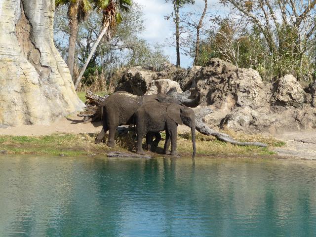 On safari