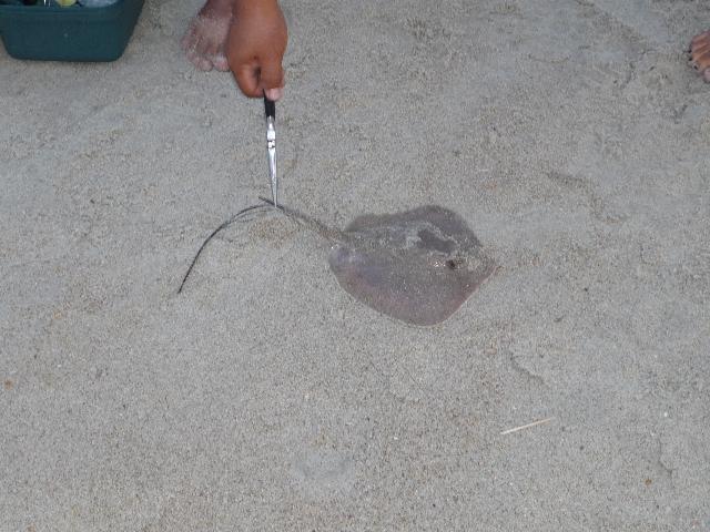 Sting ray
