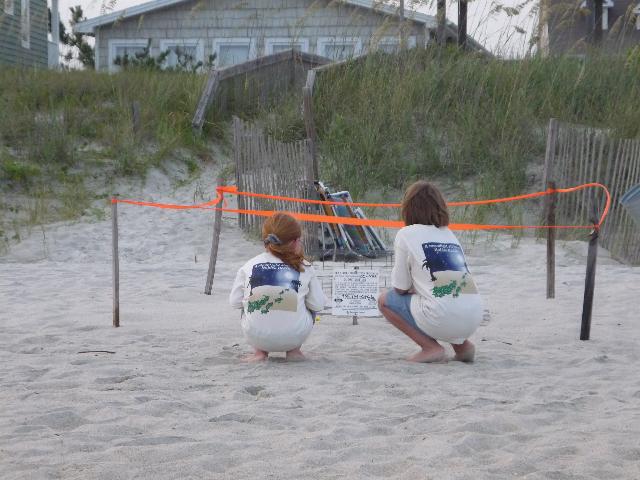 Turtle nest