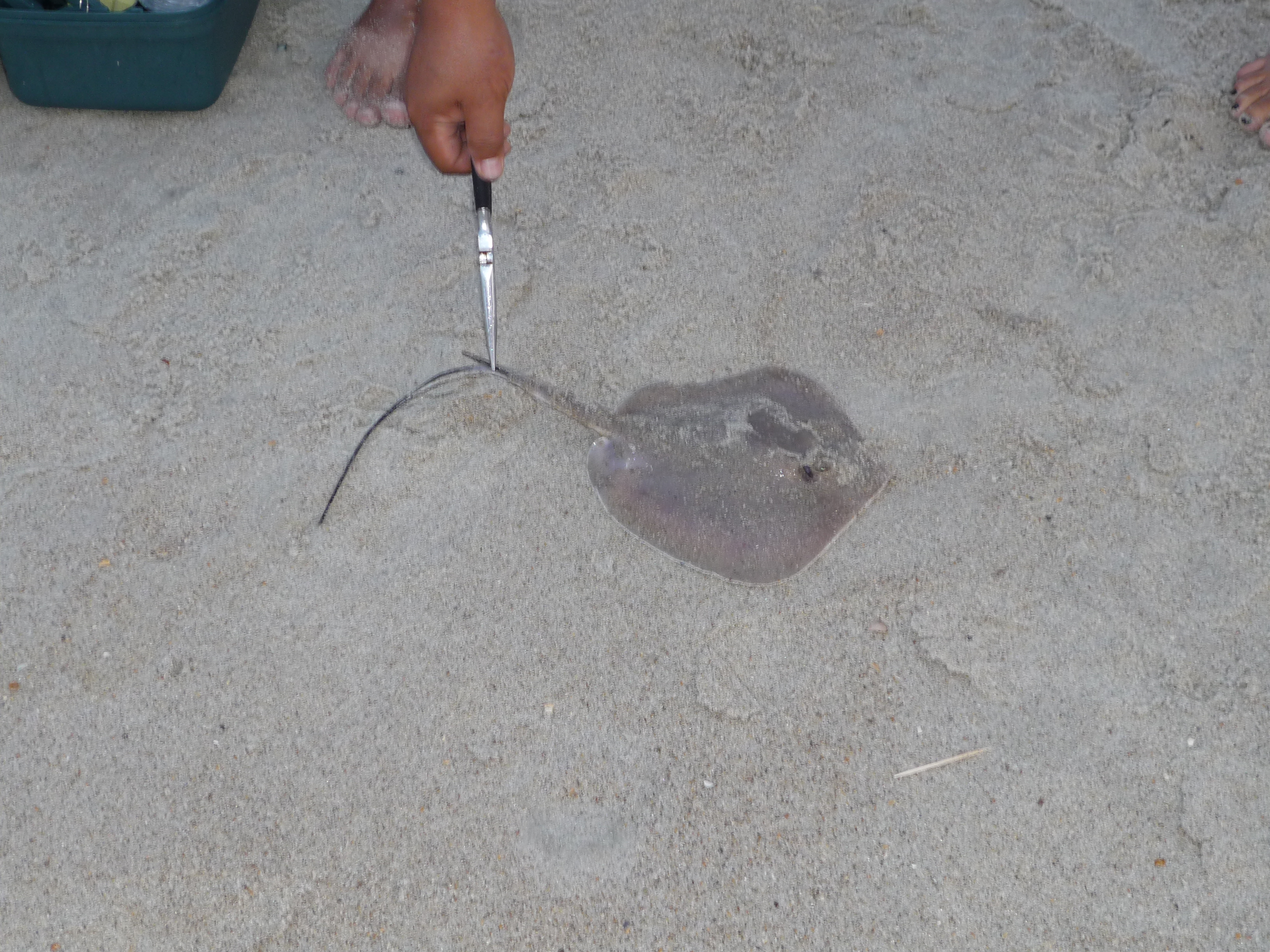 Stingray.jpg