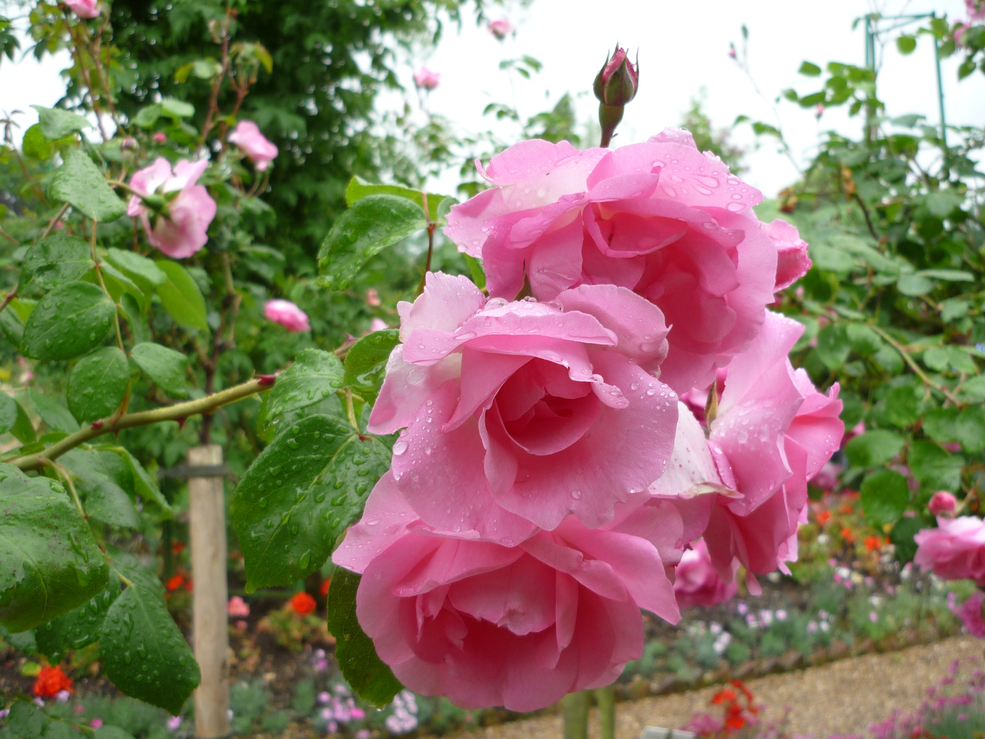 Flowers.jpg