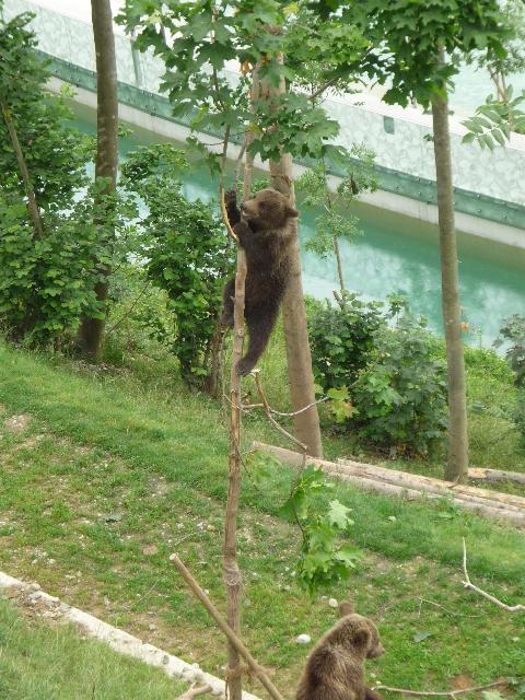 Bern bears
