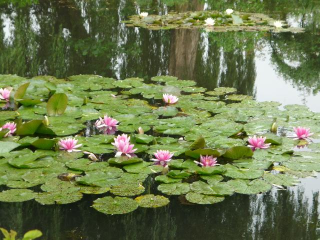 Water lilies