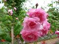 Flowers.jpg