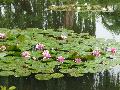 Waterlilies.jpg