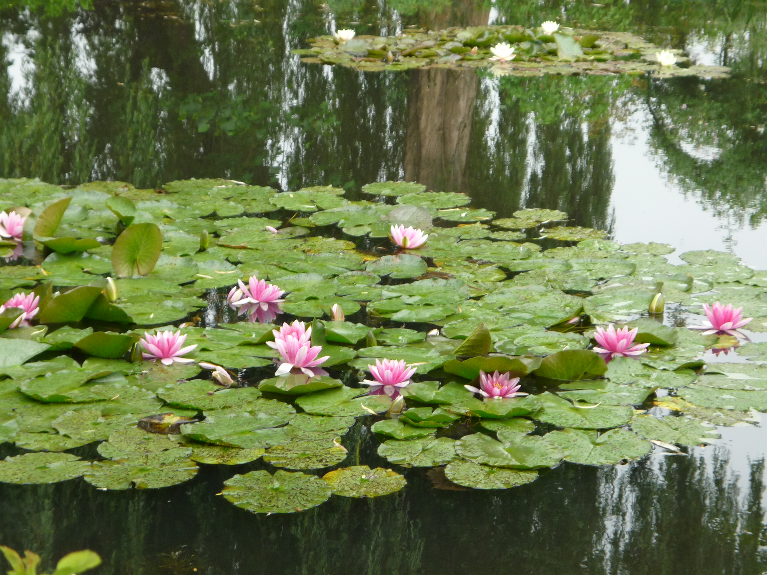 Waterlilies.jpg