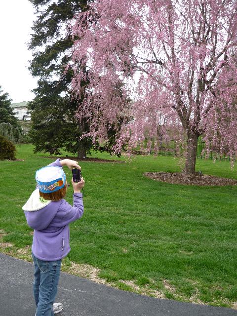 Budding trees and photographer
