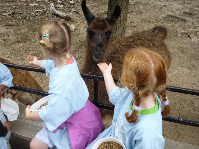 Llama time