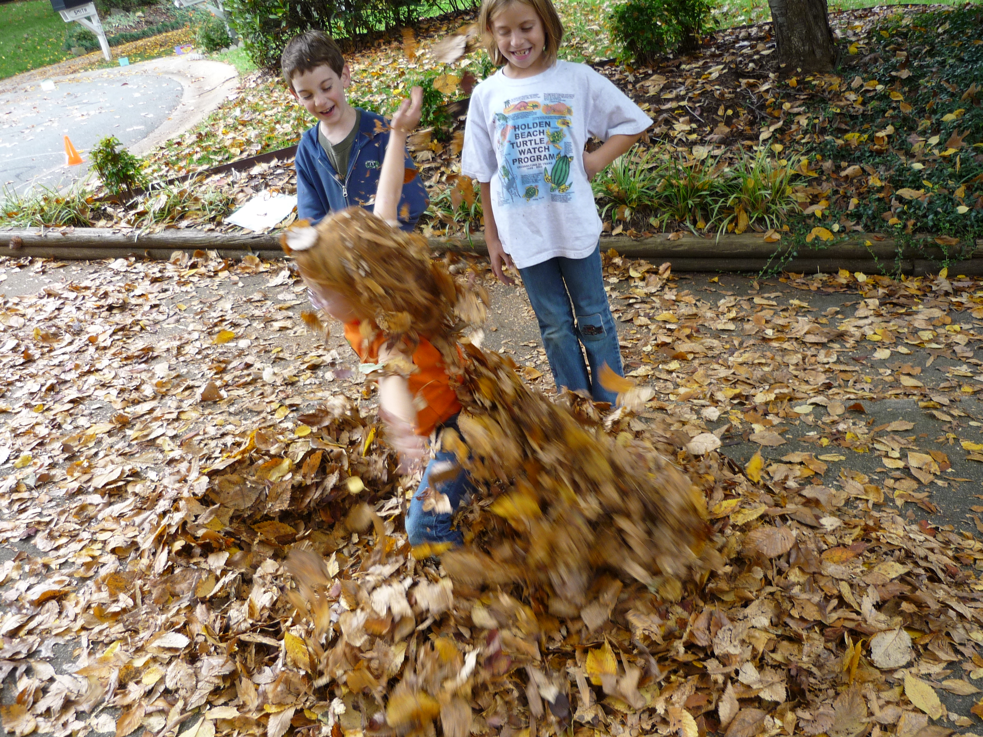 Fallleaves.jpg