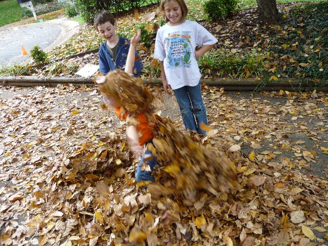 Fall leaves