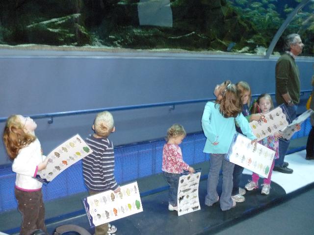 Fish watching