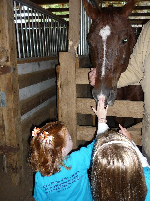 Nice horse