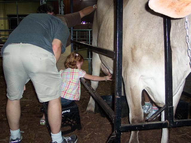 Milking a cow
