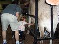 Milkingacow.jpg